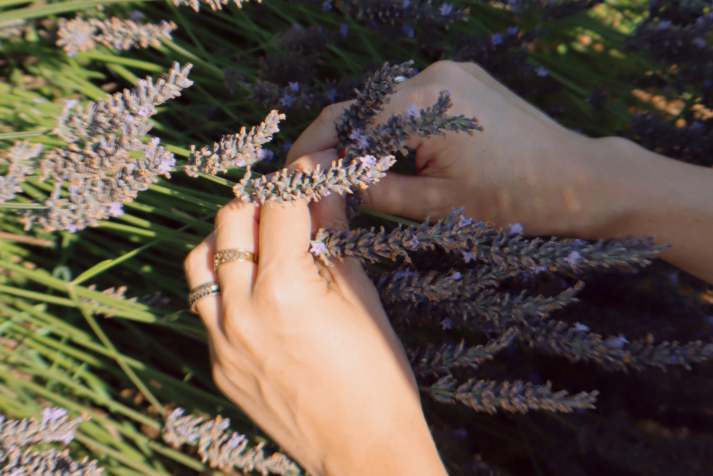 Manos con lavanda para marca de cosmética ecológica y estrategia digital